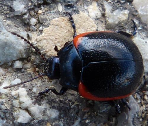 Chrysolina rossia
